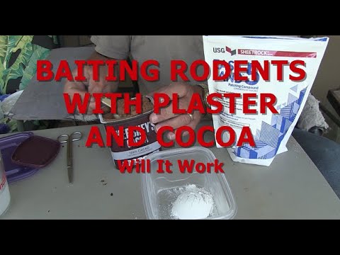 BAITING RODENTS WITH PLASTER AND COCOA - Will It Work