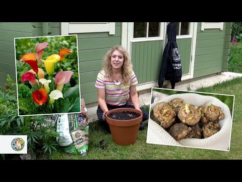 How to plant Calla Lilies (bulbs) - FarmerGracy.co.uk
