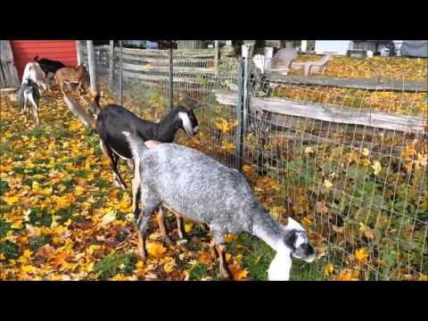 Goats Enjoying the Maple Leaves