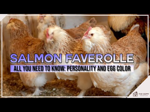 Salmon Faverolle All You Need To Know Personality and Egg Color