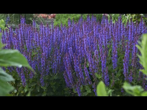 Perennial Salvia Production Tips | Walters Gardens