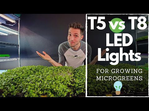 BEST CHEAP LED Lights for Growing Microgreens!?! Barrina T5&#039;s vs T8&#039;s