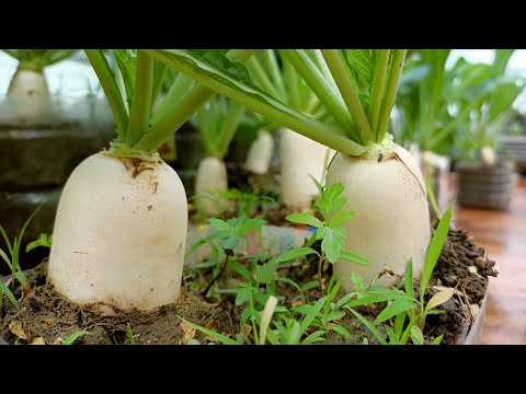 How to grow White Icicle Radish on the terrace, big and long
