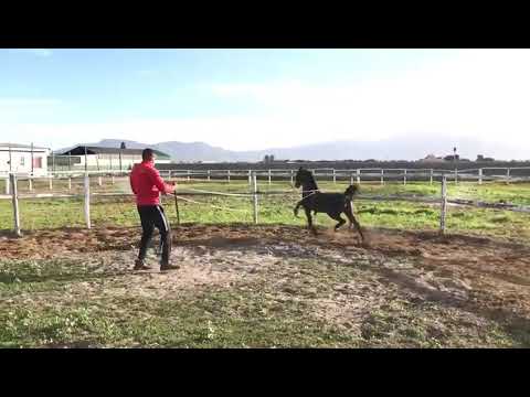 Hackney Pony - Mare - She&#039;s a Celebrity - South Africa - Owned and trained by Golden Stud