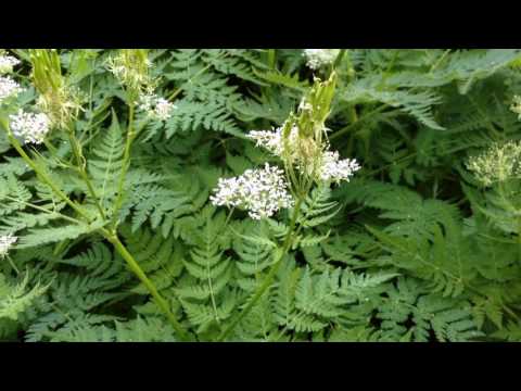 Sweet Cicely - Perennial Licorice Candy!