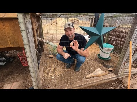 How to Keep Chickens from Pecking and eating Eggs and MORE!
