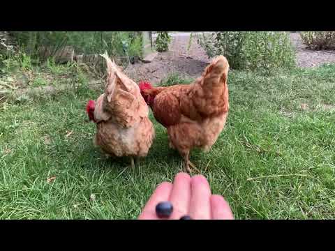 Chickens eat Blueberries!