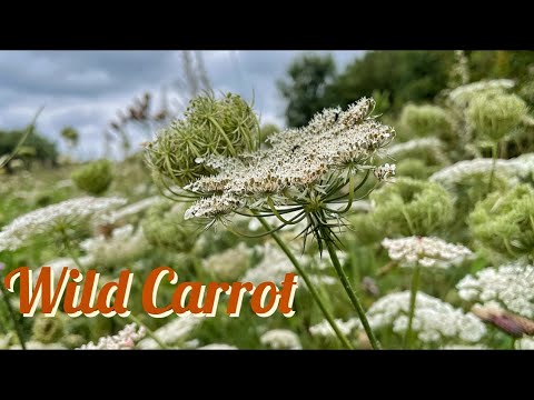 Wild Carrot/ Queen Anne’s Lace (Daucus carota) Identification