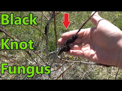 THIS WILL Kill Your Plum Trees - How To Get Rid Of Black Knot Fungus?