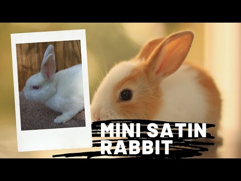 Mini Satin Rabbit || mini satin rabbit temperament || mini satin rabbit personality