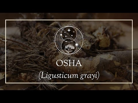 Herb Profile: Osha (Ligusticum grayi)