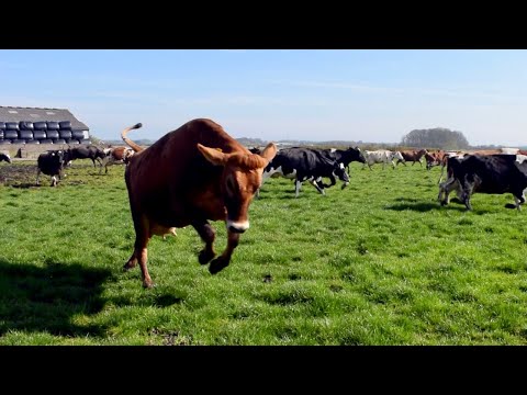 100 COWS OUT FOR THE FIRST TIME IN 6 MONTHS! THEY ARE SO HAPPY!