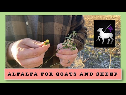 Alfalfa Feed for Goats and Sheep