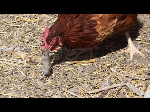 Chicken Catching Then Eating a Mouse