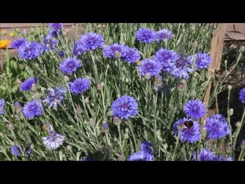 How to Grow Cornflowers from Seed