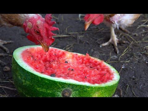 Chickens EATING Watermelon