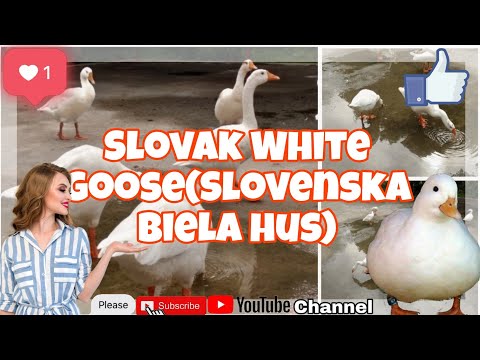 Slovak White goose(Slovenska biela hus)/Beautiful white duck😲😲👍👍🦆🦆🦆#youtubers #duck #akhileshvlog