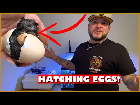 HOW TO HATCH CHICKEN EGGS (START TO FINISH)