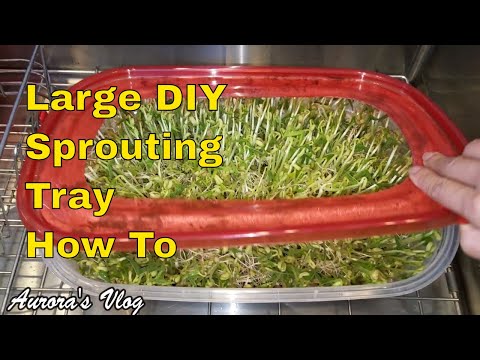 LARGE DIY Sprouting Tray Step by Step and Growing Mung Bean Sprouts How To