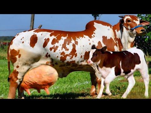 No 1 ⭐ Highest Milking Biggest Udder Cholistani Cow || 30/35 Kg Day Milking || Best Desi Cow