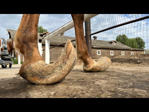 LONG HOOVES on ARABIAN STUD Horse Restoration