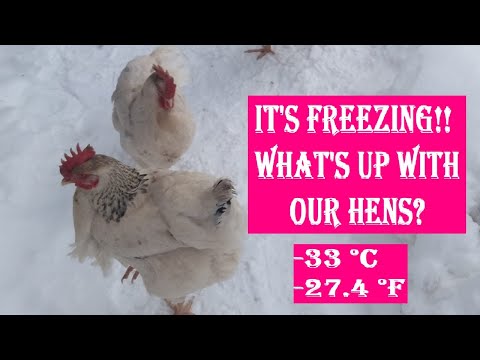 Raising chickens in Canadian winter (January update)