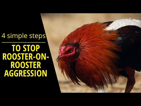 How to get your roosters to stop fighting each other in 4 simple steps