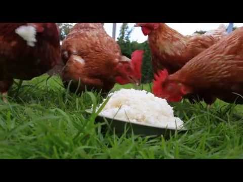 Chickens eat rice