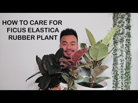 How to Care For Rubber Plant [Ficus Elastica] | Houseplant Care Tips