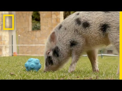 Pigs Communicate With Humans in New Experiment | National Geographic
