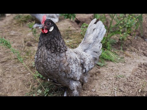 Blue Andalusian Chickens | Blue Feathers White Eggs