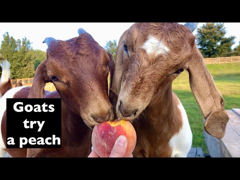 Cute goats try a peach