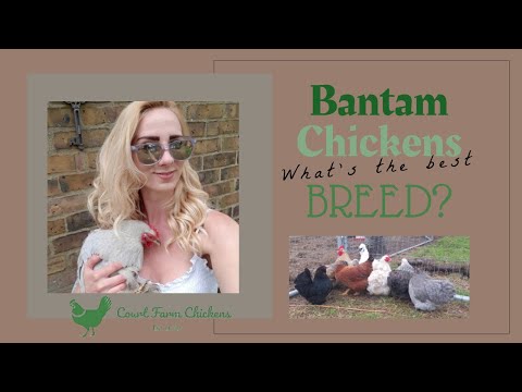 Bantam Chicken Breeds - Pekin, Silkie, Frizzle, Dutch, Belgian D&#039;Uccle and Pilkie