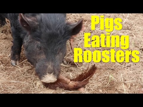 (Pigs Eating Roosters) Less Roosters, More Chickens, and the Chickshaw