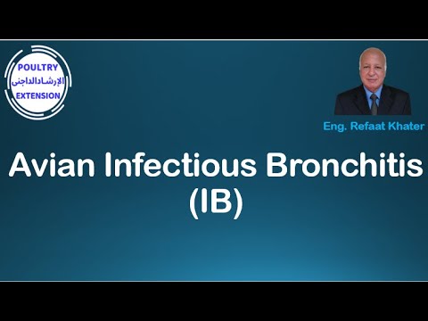 Avian Infectious Bronchitis (IB)