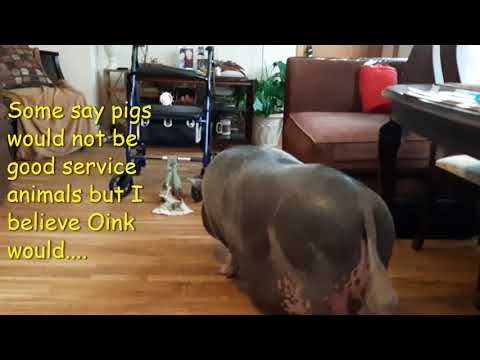 Service Pig watch as Oink brings me my walker