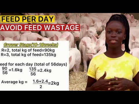Amount of FEED for PIGS in a day| PIG FEEDING at Weaner, Grower and finisher stages.