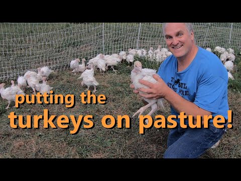 how to grow turkeys on pasture: brooder tips, shelter, fencing, and feeding