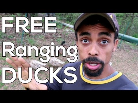 Free Ranging Ducks - Training your DUCKS to come when you QUACK!