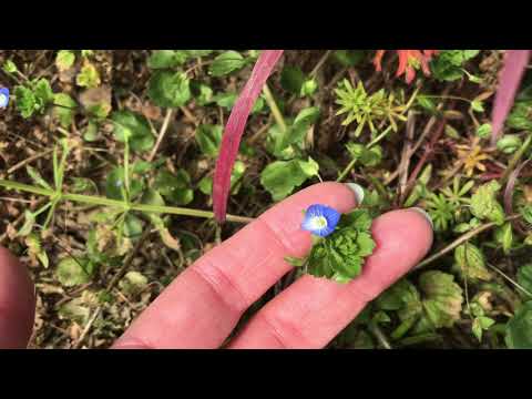 How to identify and use Speedwell.
