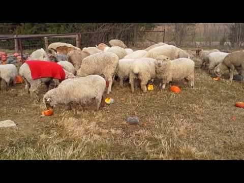 Feeding Pumpkins to Goats and Sheep