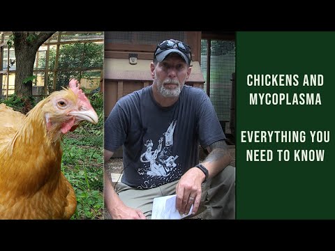 Mycoplasma in Chickens | Everything You Need To Know