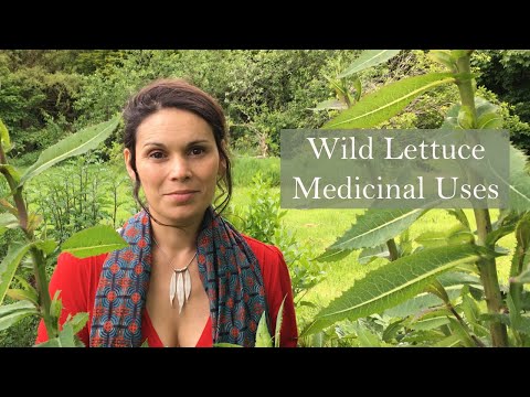 Herbalist Marina Kesso speaks about Wild Lettuce (Lactuca virosa)