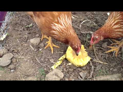 Chickens eating pineapple