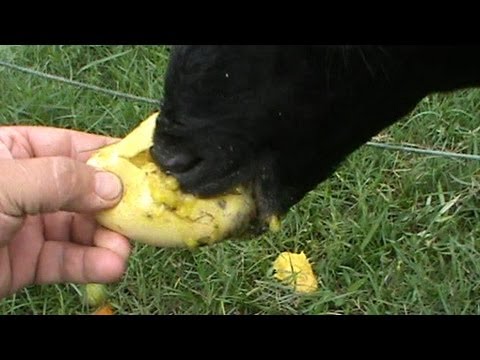 Feeding mangos to goats