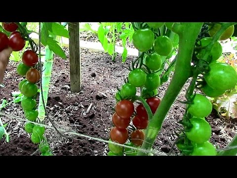 How to Prune Tomatoes for Earlier Harvests, Higher Yields &amp; Healthier Plants