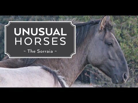 The Wild Sorraia Horse: Was it the first horse before domestication?
