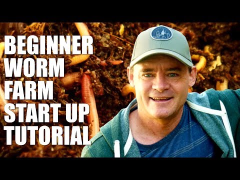 Beginner Worm Farm How to Start and Set Up