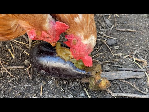 Chickens EATING Eggplant