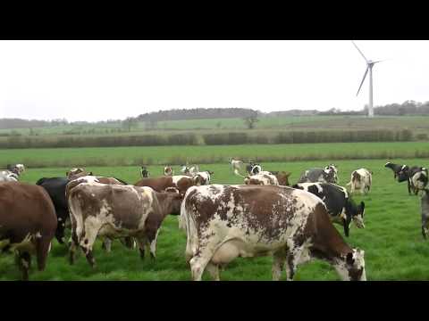 Acorn Dairy Cows Enjoy Turnout 2014- a happy herd!